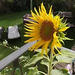 Il Giardino Di Tatiana 3*