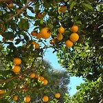 Il Giardino Di Tatiana لا ماداّلينا