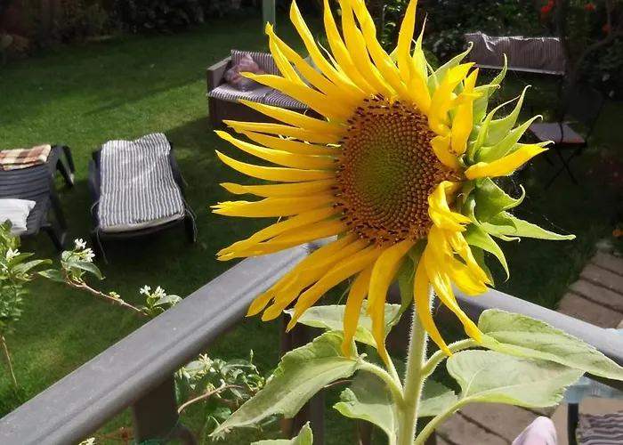 Il Giardino Di Tatiana 4*