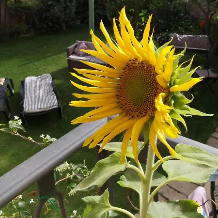 Il Giardino Di Tatiana 4*