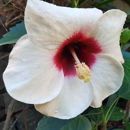 Alojamento de Acomodação e Pequeno-almoço Il Giardino Di Tatiana & Breakfast